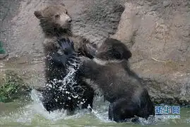  高清夏日动物解暑冲凉趣图