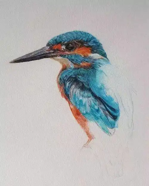  如何用彩铅画鸟有哪些画鸟的要点