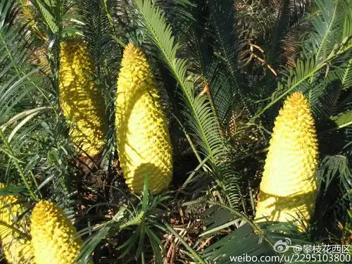  奇奇奇铁树开花算什么咱攀枝花的铁树还会下蛋