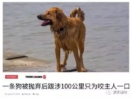  笑出腹肌2018年度网友热选最搞笑图片,第一张就笑到头掉