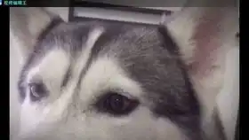  鸭子将大熊猫当儿子养,把它养成了一只大胖子,一部搞笑动物电影