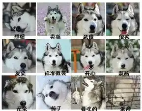 柴犬vs哈士奇,论养了只表情包是什么感觉  柴犬vs哈士奇,论养了只表情包是什么感觉