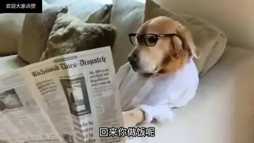  爆笑段子这狗学期主人看报纸还有模有样的,不知道看懂了没