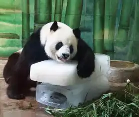 夏天热的图片 搞笑图片