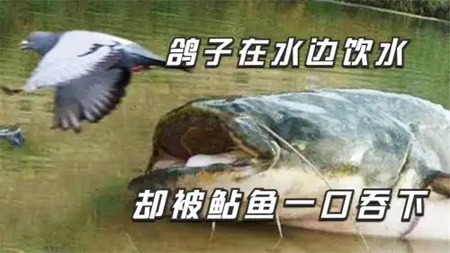  纪录片鸽子饮水,不料鲶鱼突然窜出,结果成了鲶鱼的午餐