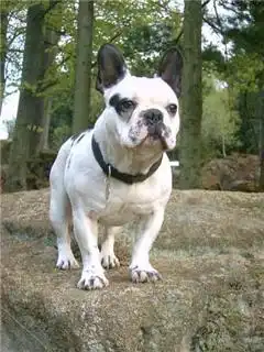  低价出售家养的法国斗牛犬