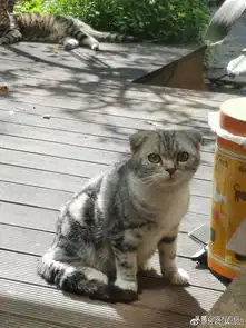 萌猫咪搞笑动态图片超萌