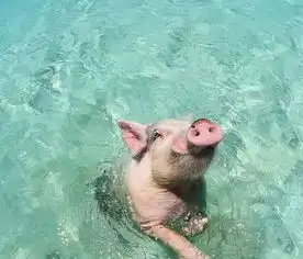  游泳猪海岛求生蹿红网络二师兄上演鲁滨逊漂流记