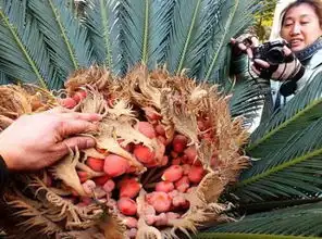  吃凤凰蛋有什么好处