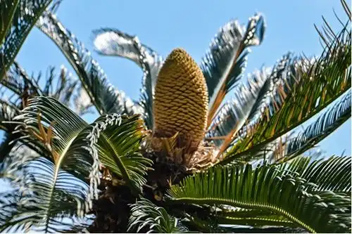 铁树花盛开酒庄启新程凤凰网山东凤凰网 铁树花盛开酒庄启新程凤凰网山东凤凰网