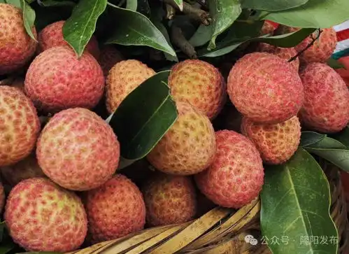  芒宽的风吹红了荔枝