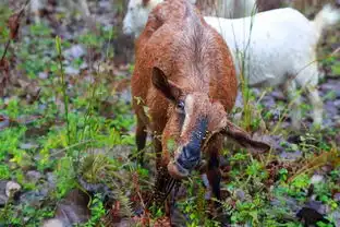 肉质细嫩,营养丰富,郧西这种美味被央视推介现在吃正好 肉质细嫩,营养丰富,郧西这种美味被央视推介现在吃正好