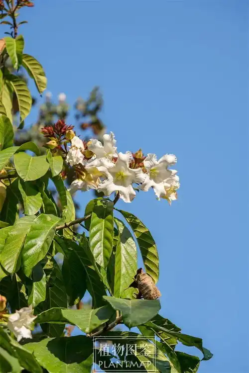  清明节,来看看清明花