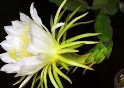 龙骨花养了10年,开出百朵大花朵,个个洁白漂亮,直窜屋顶植株植物花器网易订阅 龙骨花养了10年,开出百朵大花朵,个个洁白漂亮,直窜屋顶植株植物花器网易订阅