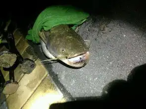  夜钓本地土鲶,据说鲶鱼炖茄子,撑死老爷子