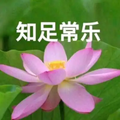  duck混入家长群必备头像