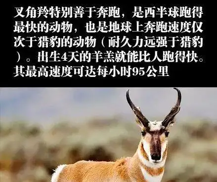  笑话段子搞笑图片永远不要低估熊孩子的思维