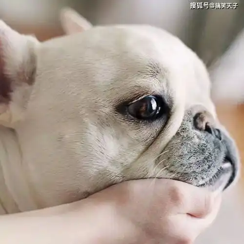 难过搞笑的图片法斗犬