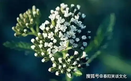  非常经典的句子做人,人品为先,才能为次