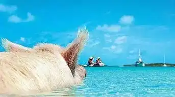  退休了,我要到这座幸福的猪岛养老