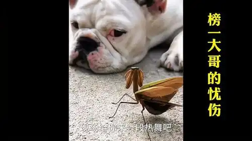  爆笑搞笑串烧,榜一大哥的忧伤,哈佛优秀毕业生,最靓最摇摆的仔