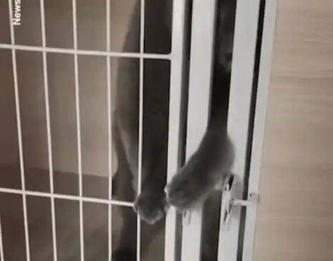 萌猫上演越狱行动,你当真主人不知道  萌猫上演越狱行动,你当真主人不知道