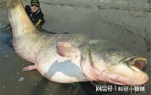  放生2.5万斤埃及胡子鲇被起诉,最大与成人相当,可捕食黑水鸡