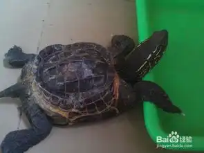  怎么饲养乌龟