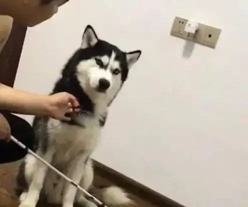  二哈趁主人不在拆家,被质问时还很有理铲屎的,听说你要揍我