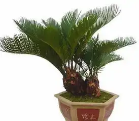  铁树的养殖方法9大要素这样养才会开花