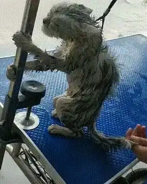 猫主子有那些搞笑的视频或者动态图  猫主子有那些搞笑的视频或者动态图