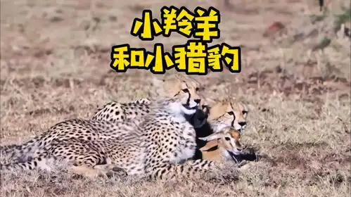  搞笑,猎豹竟然被大师兄打跑了