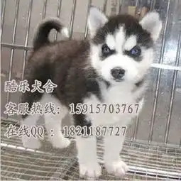  驰名商标犬舍批发驰名商标犬舍供应犬舍驰