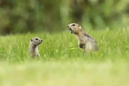 风趣野生动物摄影作品再度来袭,扫除一切不开心  风趣野生动物摄影作品再度来袭,扫除一切不开心
