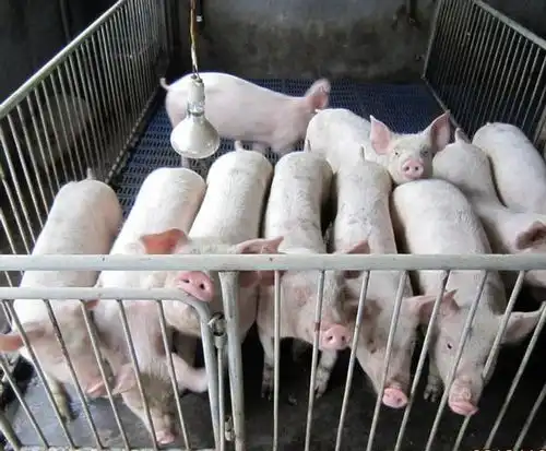  这只猪不简单它不仅吃零食喝饮料还健身,一张皮能卖70万,成香奈儿限量包