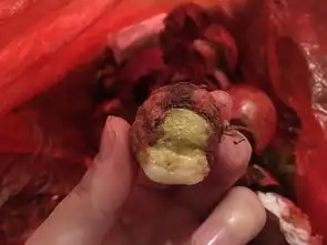  山竹这样是坏了吗