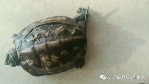  别说山竹疯狂,先看看你的龟龟还健康的活着吗新手学堂台风版