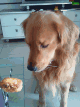  搞笑gif老婆,你多长时间没吃饭了,头上绑的都是菜