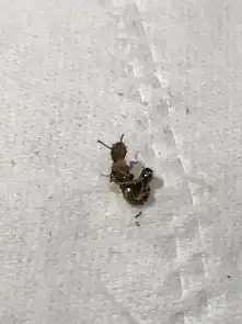 密集型恐惧症图片虫