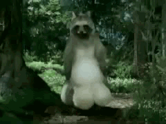 动物动态图片搞笑管理员