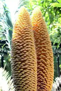  稀世罕见,见过的都是神人