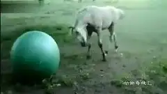 小马快乐地玩平衡球上演一出马上滚蛋  小马快乐地玩平衡球上演一出马上滚蛋