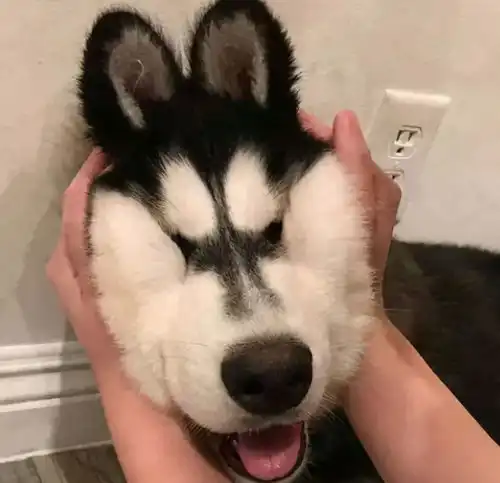 快速让狗狗舒服的按摩技巧亲测有效  快速让狗狗舒服的按摩技巧亲测有效