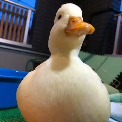  鸭子图片头像网红小鸭头像图片大全