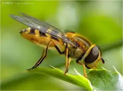 高水平的清晰图片  高水平的清晰图片