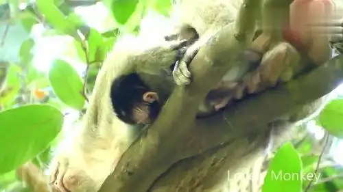 猴妈抱着托拜斯在树上睡觉,托拜斯很可能掉了下去  猴妈抱着托拜斯在树上睡觉,托拜斯很可能掉了下去