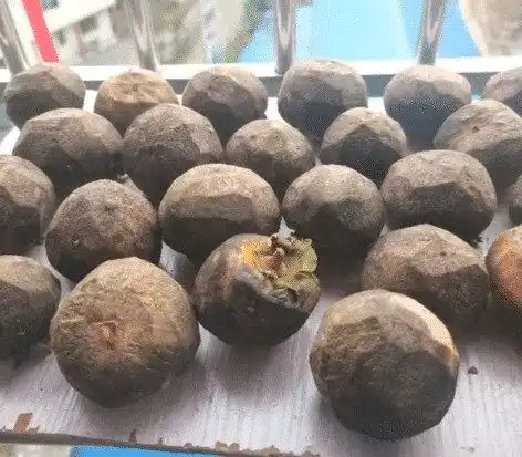  爆笑好家伙,柿子竟然变成山竹了哈哈哈这波是不是赚大了啊