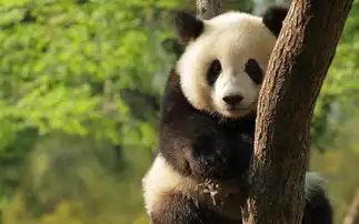 搞笑图片集锦带字熊猫