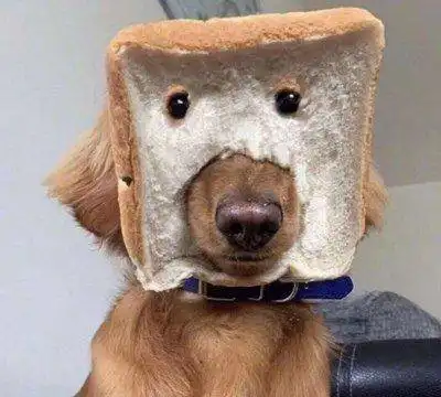 狗狗迷惑行为大赏它们的脑回路,真让人摸不着头脑  狗狗迷惑行为大赏它们的脑回路,真让人摸不着头脑