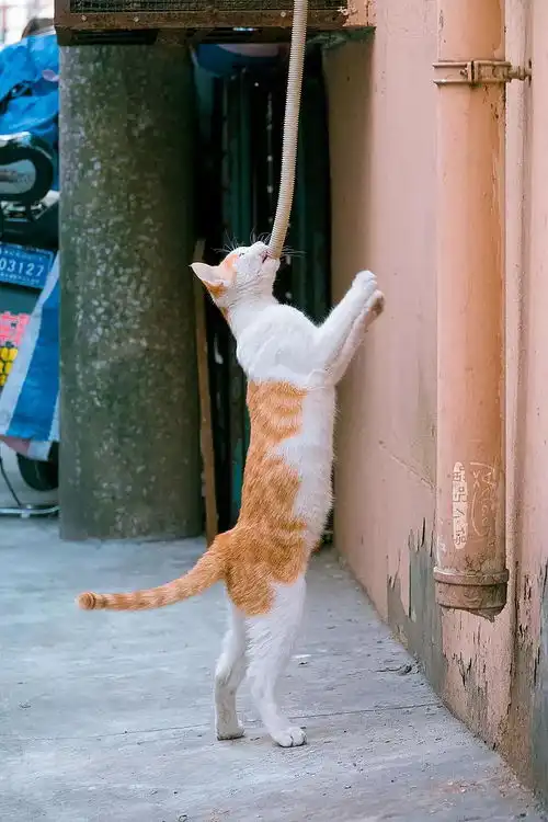 萌化啦他是中国拍猫第一人7年拍下40000张猫片,每一张都让人分分钟沦陷  萌化啦他是中国拍猫第一人7年拍下40000张猫片,每一张都让人分分钟沦陷